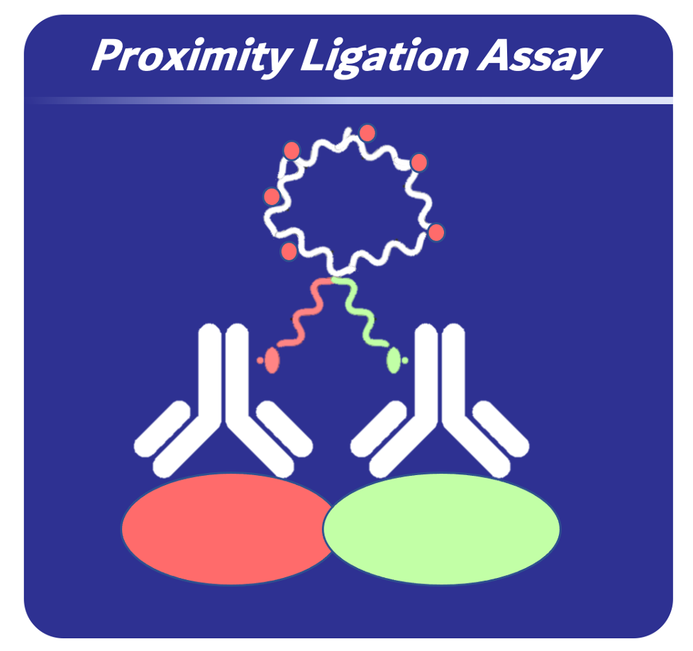 Proximity Ligation Assay